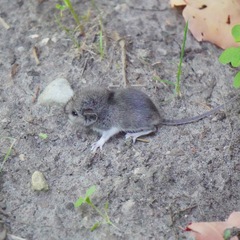 Peromyscus leucopus