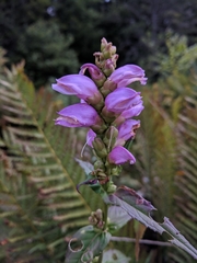 Chelone cuthbertii