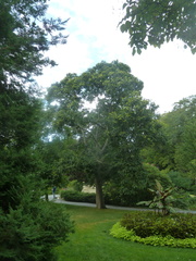 Castanea dentata