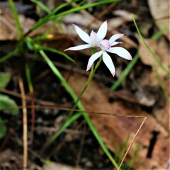 Caladenia clarkiae