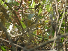 Chlorospingus flavopectus