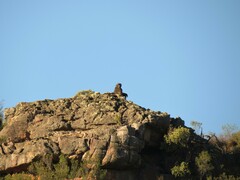 Papio ursinus ursinus