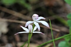 Caladenia clarkiae