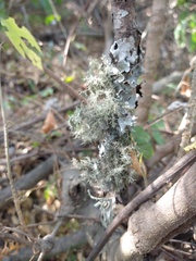 Angiospermae