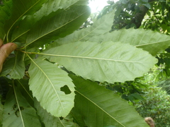 Castanea dentata