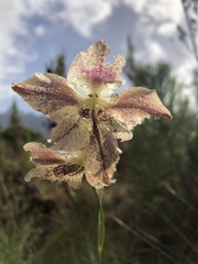 Gladiolus maculatus