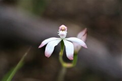 Caladenia clarkiae