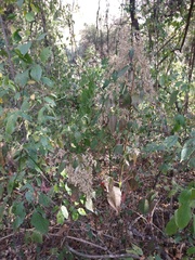 Chamissoa altissima