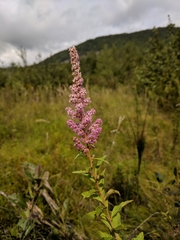 Spiraea tomentosa