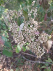 Chamissoa altissima