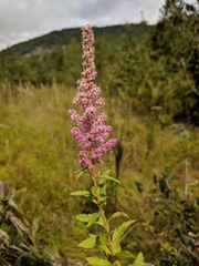 Spiraea tomentosa