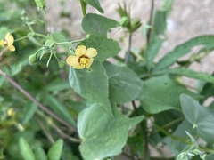 Abutilon trisulcatum