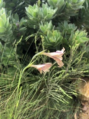 Gladiolus maculatus