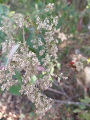 Chamissoa altissima