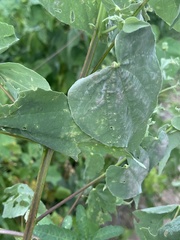 Abutilon trisulcatum