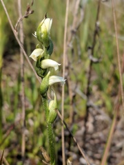 Spiranthes casei