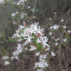Jasminum multipartitum