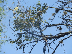 Angiospermae