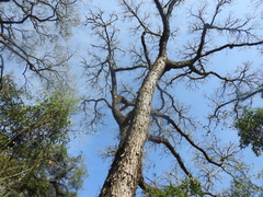 Angiospermae