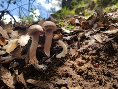 Coprinopsis uliginicola