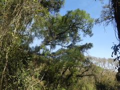 Angiospermae