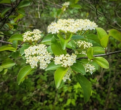 Viburnum rufidulum