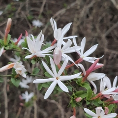 Jasminum multipartitum
