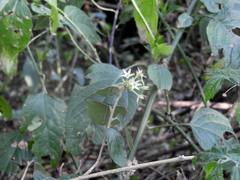 Cestrum strigilatum