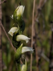 Spiranthes casei