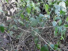 Cestrum strigilatum