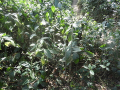 Quechualia fulta