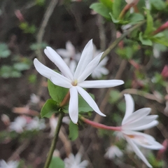 Jasminum multipartitum