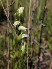 Spiranthes casei