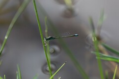Ischnura denticollis