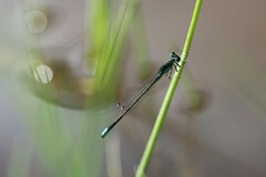 Ischnura denticollis