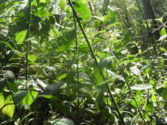Angiospermae