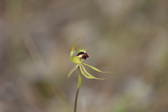 Caladenia stricta