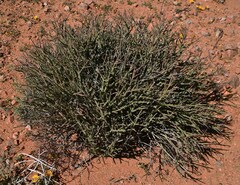 Euphorbia dregeana