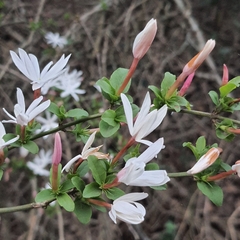 Jasminum multipartitum