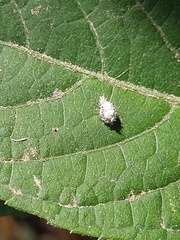Chrysopidae