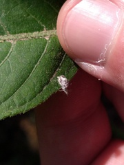 Chrysopidae