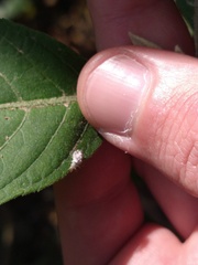 Chrysopidae