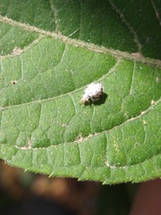 Chrysopidae