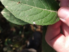 Chrysopidae