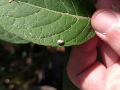 Chrysopidae