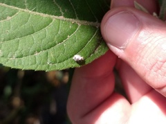 Chrysopidae