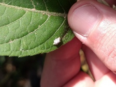 Chrysopidae