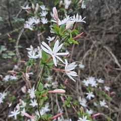 Jasminum multipartitum