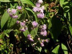 Quechualia fulta