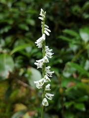 Spiranthes lacera